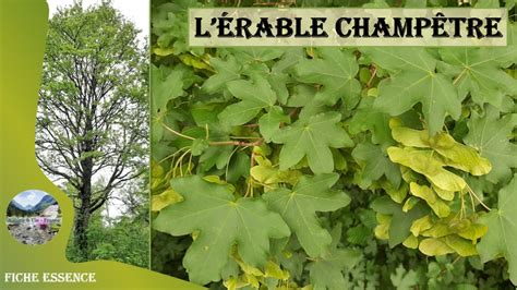 L érable champêtre Acer campestre reconnaître cet érable très