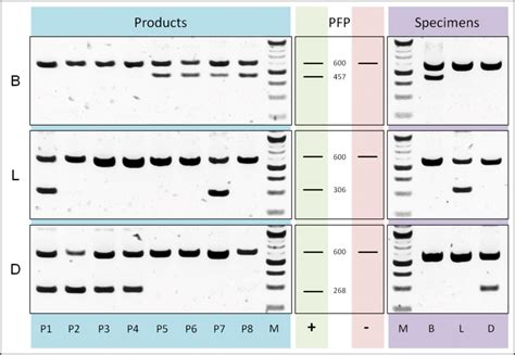 PCR Diagnostics Comparison Of Multiplex PCR Results Using RbcLa