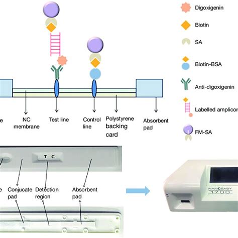 Schematic Diagram Of Immunochromatographic Test Strip Icts A