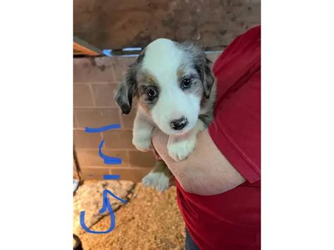 Four Border Aussie puppies in Olympia - Puppies for Sale Near Me