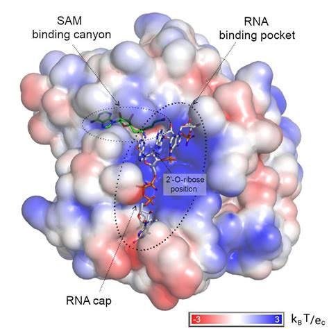 -Model of RNA recognition by the monkeypox virus VP39... | Download ...
