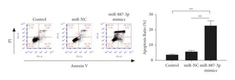 MiR 887 3p Mimics Suppressed Cell Proliferation Invasion Migration