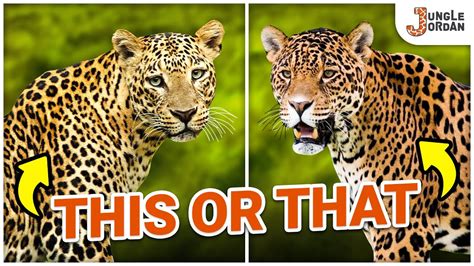 Jaguar Vs Cheetah: Key Differences Compared (Markings,, 45% OFF