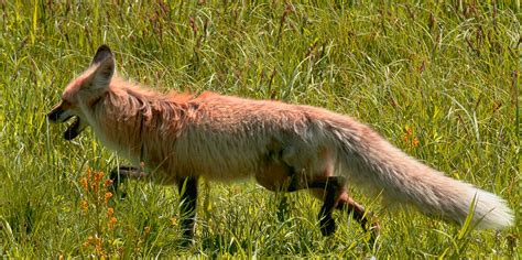 Wyoming Wildlife and Landscape Photography on Behance