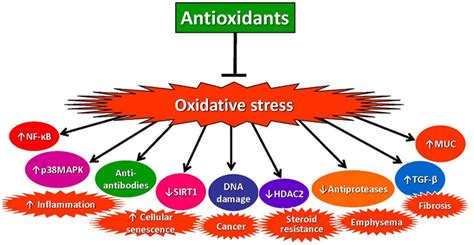 Antioxidants Free Full Text Oxidative Stress In Chronic Obstructive Pulmonary Disease