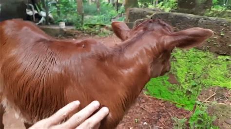 Lakshmi And Mother Gouri Desi Cows Youtube