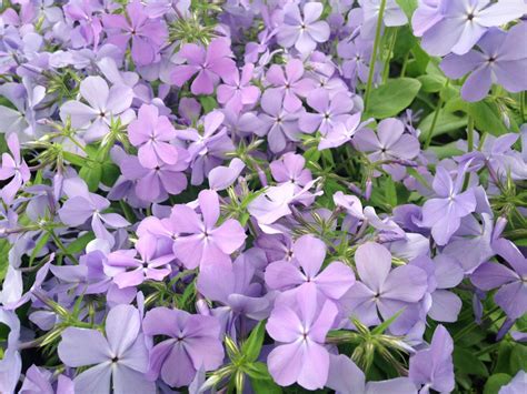 Phlox divaricata 'Blue Moon' (Woodland Phlox) | Arcana Gardens and ...