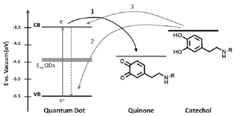 Schematic Representation Of The Proposed Relaxation Mechanisms For