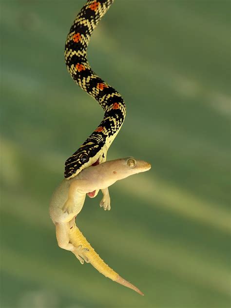 Real Flying Snake With Wings