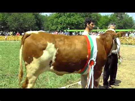 Awarded cattle breeds of the National Livestock Show - Breed Semental and Bulgarian brown cattle ...