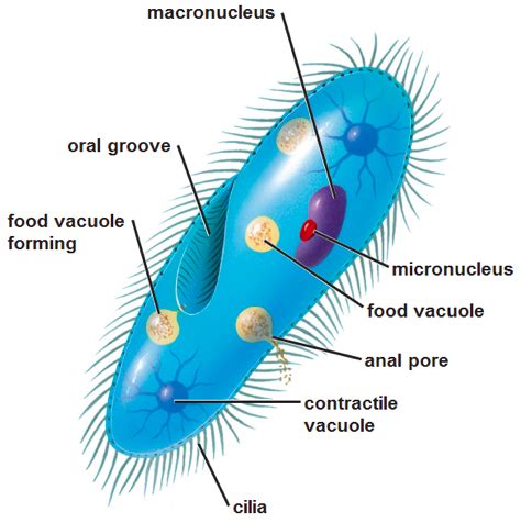 Chapter Protists Flashcards Quizlet