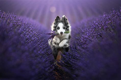 Border Collie Hd Lavender Purple Flower Puppy Baby Animal Dog Hd