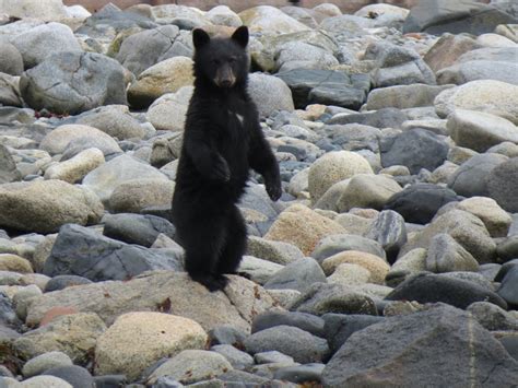 Black Bear Cub Standing | Grizzly Bear Tours & Whale Watching, Knight Inlet