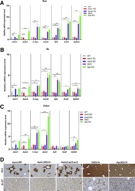 Activation Of The Wntb Catenin Pathway In The Intestine And Liver Of Download Scientific