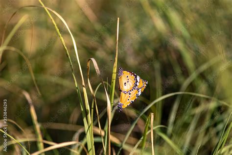 Plain Tiger Or Danaus Chrysippus Or African Queen Or African Monarch