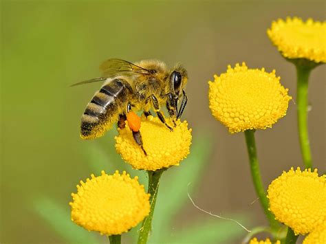 20 De Mayo Día Mundial De Las Abejas El Impreso