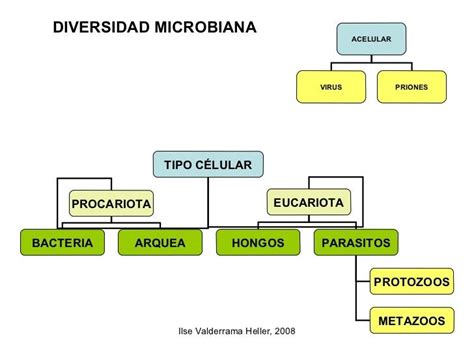 Bacteriología General Introducción A La Microbiología