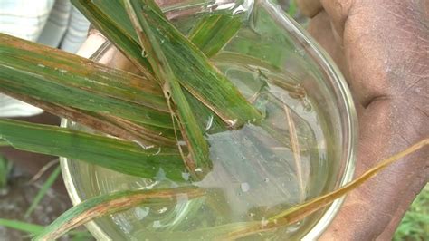 Managing bacterial leaf blight in rice | Access Agriculture