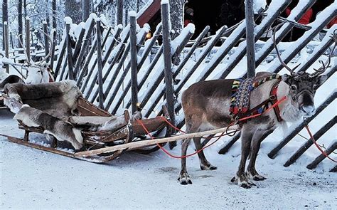 Caribou vs Reindeer Comparison (is there a difference?) - World Deer