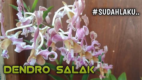 ANGGREK SALAK ANGGREK HASIL SILANGAN DENDROBIUM STRATIOTES DENGAN