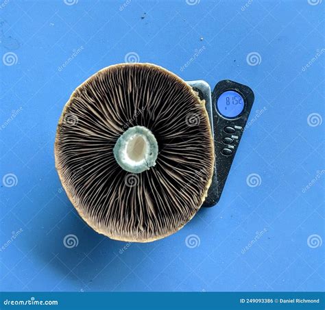 Large Magic Mushroom Cap Stock Photo Image Of Snow 249093386