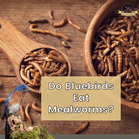 Do bluebirds eat dried mealworms? - Wildlife Chatter