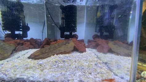 Feeding live shrimp to my shrimp : r/Aquariums