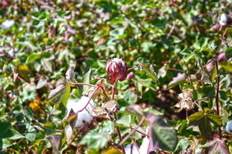 Raising the Sustainability Standard - Better Cotton