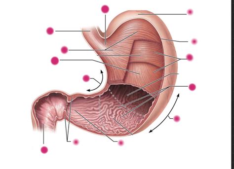 stomach labeling Diagram | Quizlet