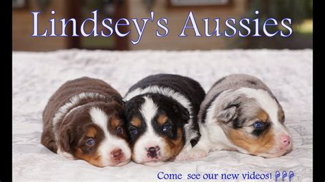 Rodeos Litter Of Miniature Australian Shepherd Puppies At