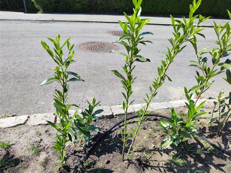 Cherry laurel pruning : r/gardening