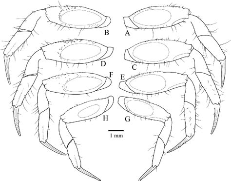 Left pereiopods of Tmethypocoelis simplex sp. nov. Holotype, male (7.7 ...