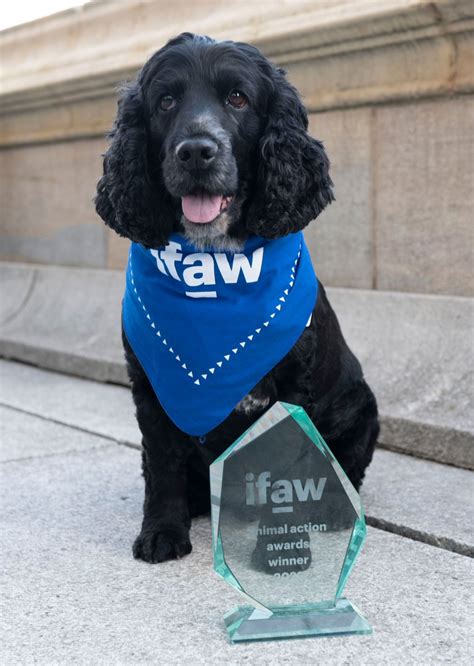 Ifaw United Kingdom On Twitter Final Call To Submit Your