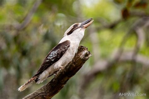 Laughing Kookaburra Ahp Wild