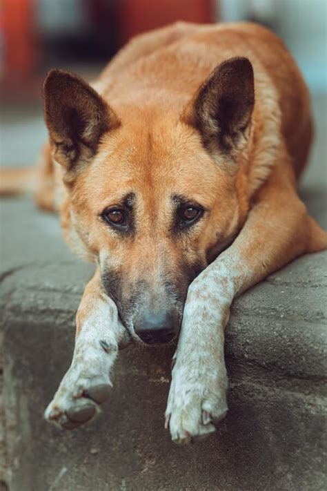 The Mystery of the Midnight Howls: Why Do Dogs Cry at Night?