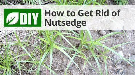 Nutsedge Treatment