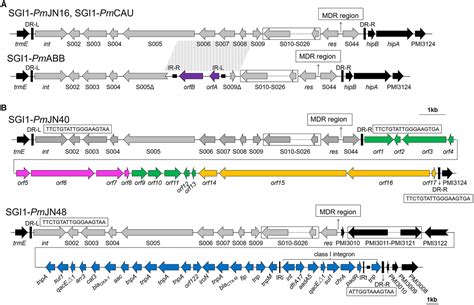 Frontiers Identification And Characterization Of New Resistance