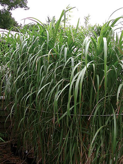 Giant Chinese Ornamental Grass Hardy Bamboo Plants For Your Landscape