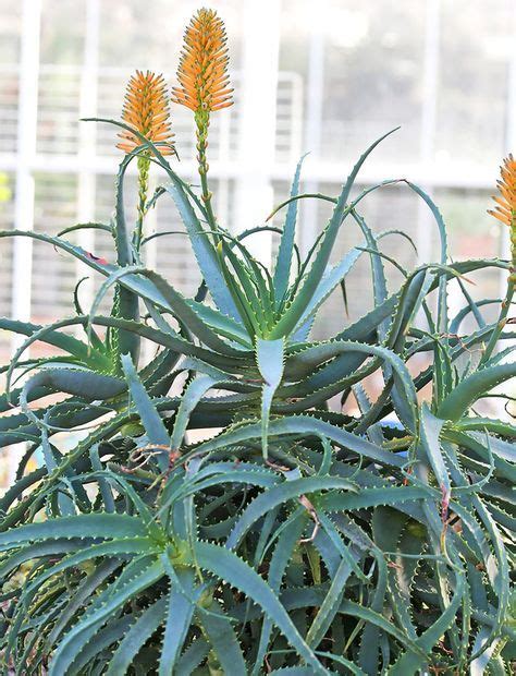 Pianta Di Aloe Arborescens Piante Grasse Piante Giardino