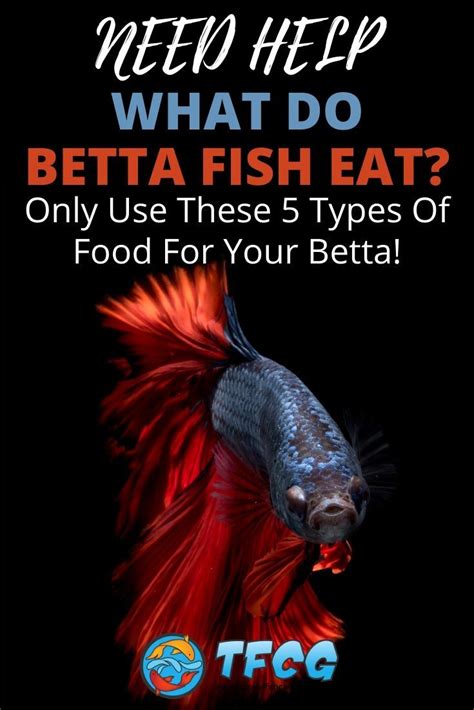 What Do Betta Fish Eat Only Use These 5 Best Types Of Betta Food