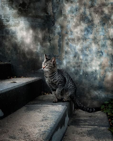 Eine Stra Enkatze An Einem Regnerischen Tag Abdullah Abuzaid Als