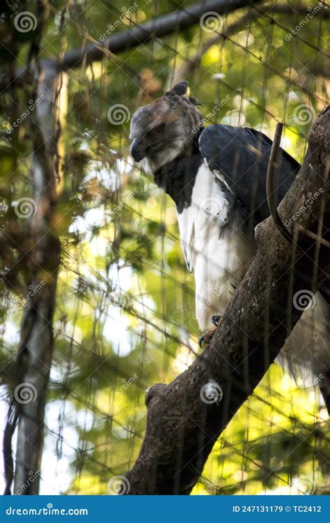 Portrait Of A Harpy Eagle Harpia Harpyja Stock Image Image Of