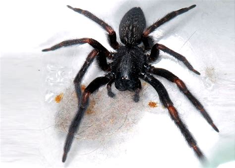 Spiders In Australia Sydney Brown Trapdoor Spider Ecologistics