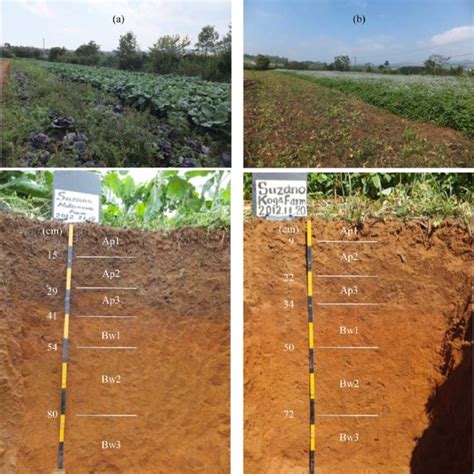 Total Carbon And Nitrogen Balances In Soil After 15 Crops Download Table