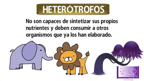 Diferencias Entre Organismos Aut Trofos Y Heter Trofos Cuadro Comparativo