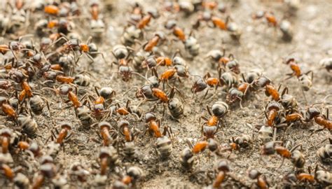 How To Handle an Ant Infestation: Best Ways for Pesky Ants