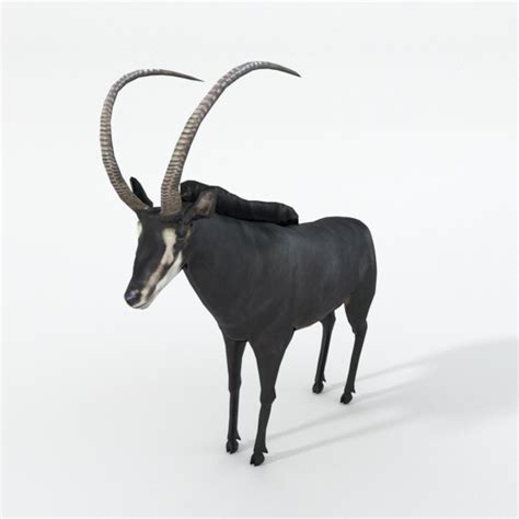 Modelo 3d Sable Antelope Turbosquid 1340924