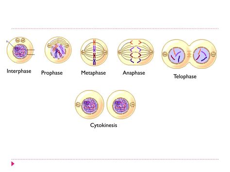 Meiosis I Prophase Ii Metaphase Ii Anaphase Ii Telophase E