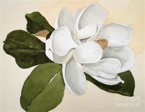 magnolia flower painting  paintingvalleycom explore collection