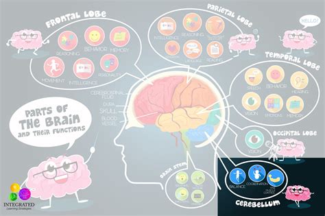 Cerebellum: Signs of Motor Planning Delays if Your Child has an ...